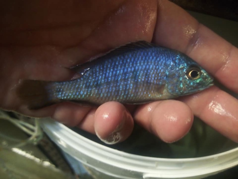 Copadichromis insularis 'Chidunga Rocks'